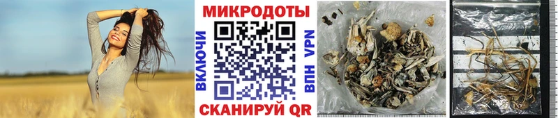 Купить закладки  Калининск  Псилоцибиновые грибы Cubensis 